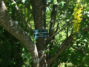 College of the Atlantic gardens - Golden Chain Tree plaque
